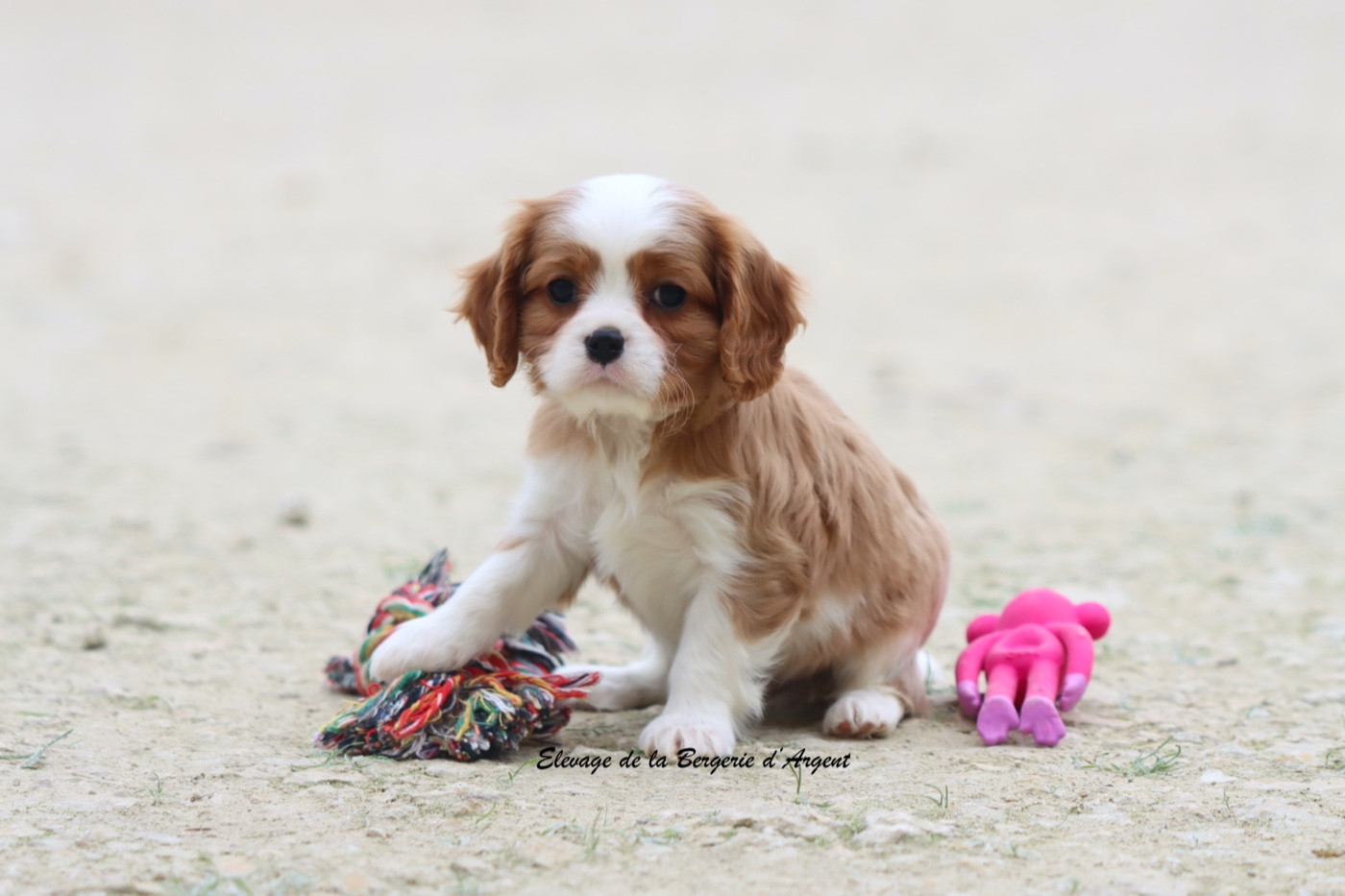 de la bergerie d'argent - Chiots disponibles - Cavalier King Charles Spaniel