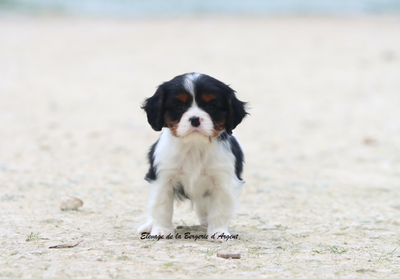 de la bergerie d'argent - Chiots disponibles - Cavalier King Charles Spaniel