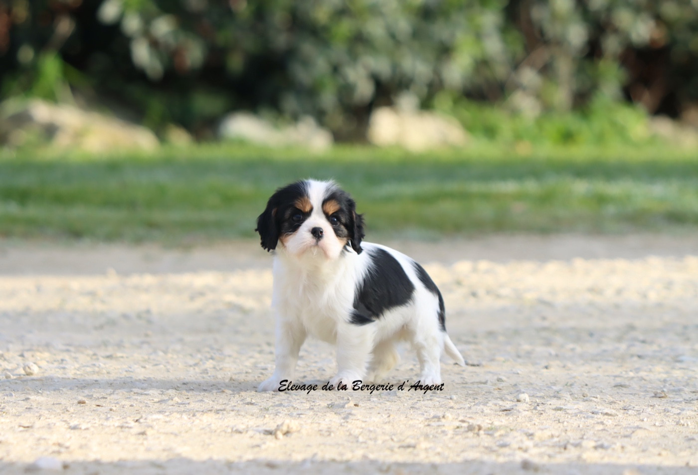 de la bergerie d'argent - Chiots disponibles - Cavalier King Charles Spaniel