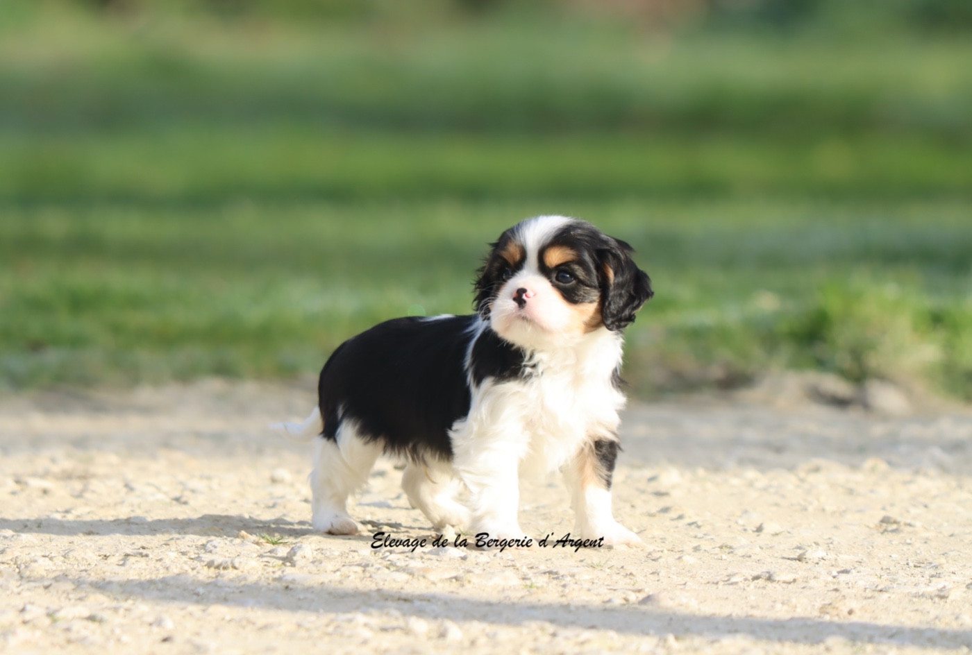 de la bergerie d'argent - Chiots disponibles - Cavalier King Charles Spaniel