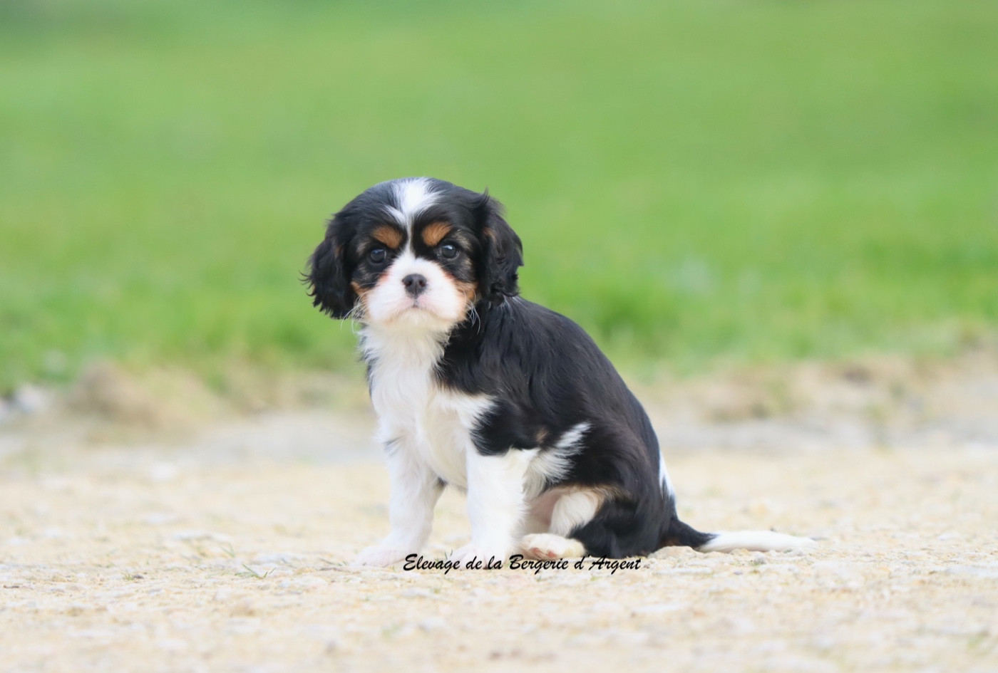 de la bergerie d'argent - Chiots disponibles - Cavalier King Charles Spaniel