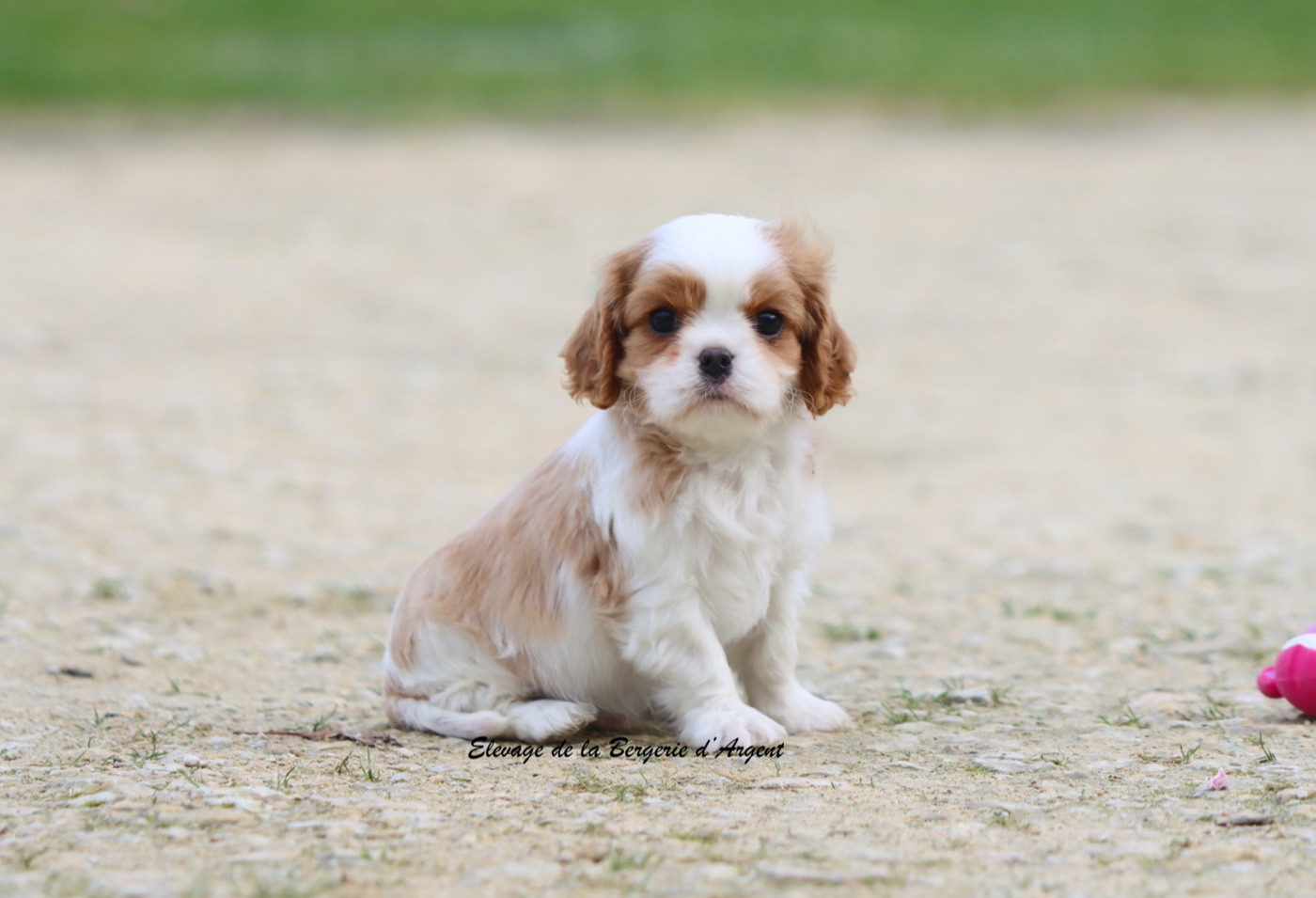 de la bergerie d'argent - Chiots disponibles - Cavalier King Charles Spaniel
