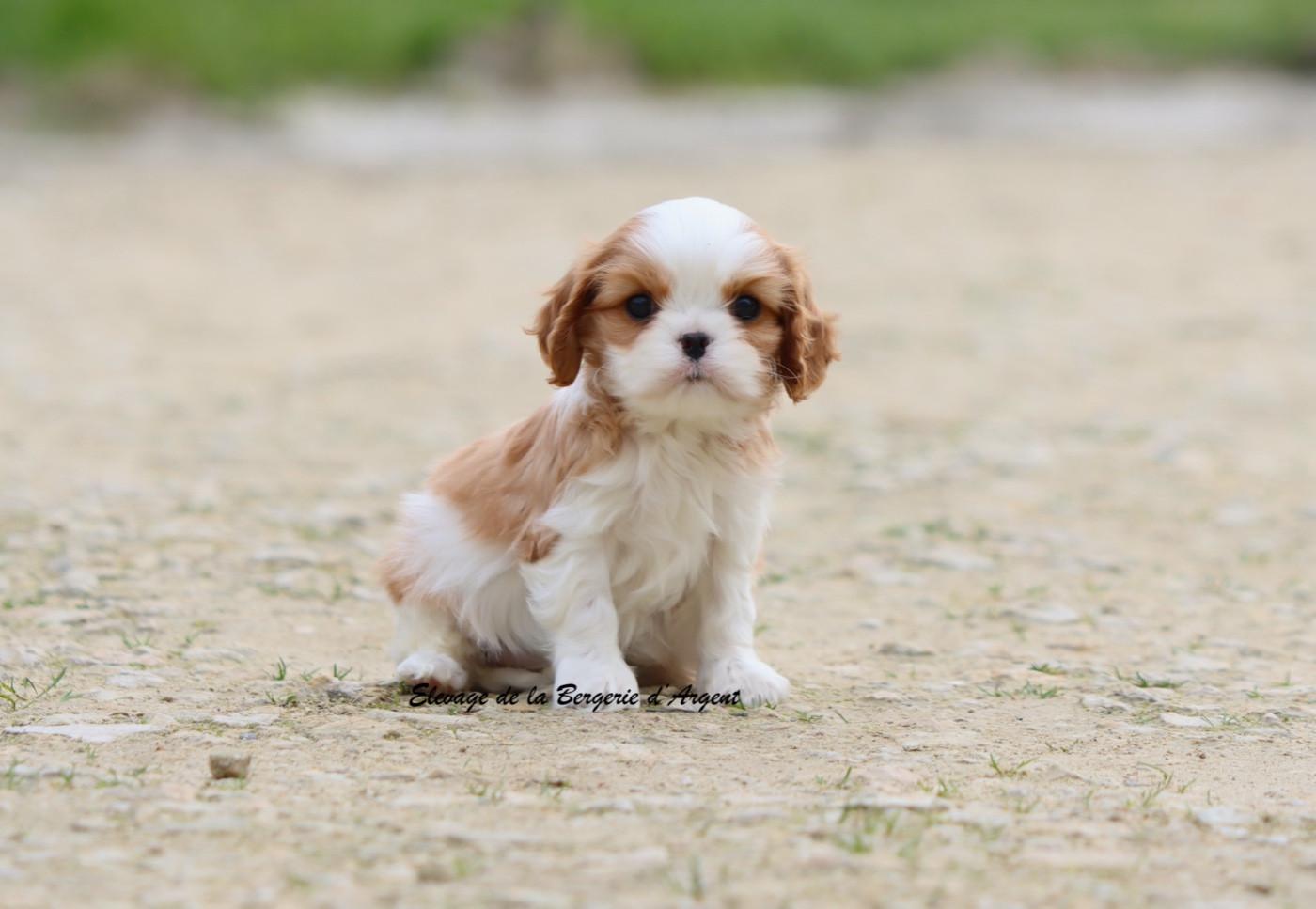 de la bergerie d'argent - Chiots disponibles - Cavalier King Charles Spaniel