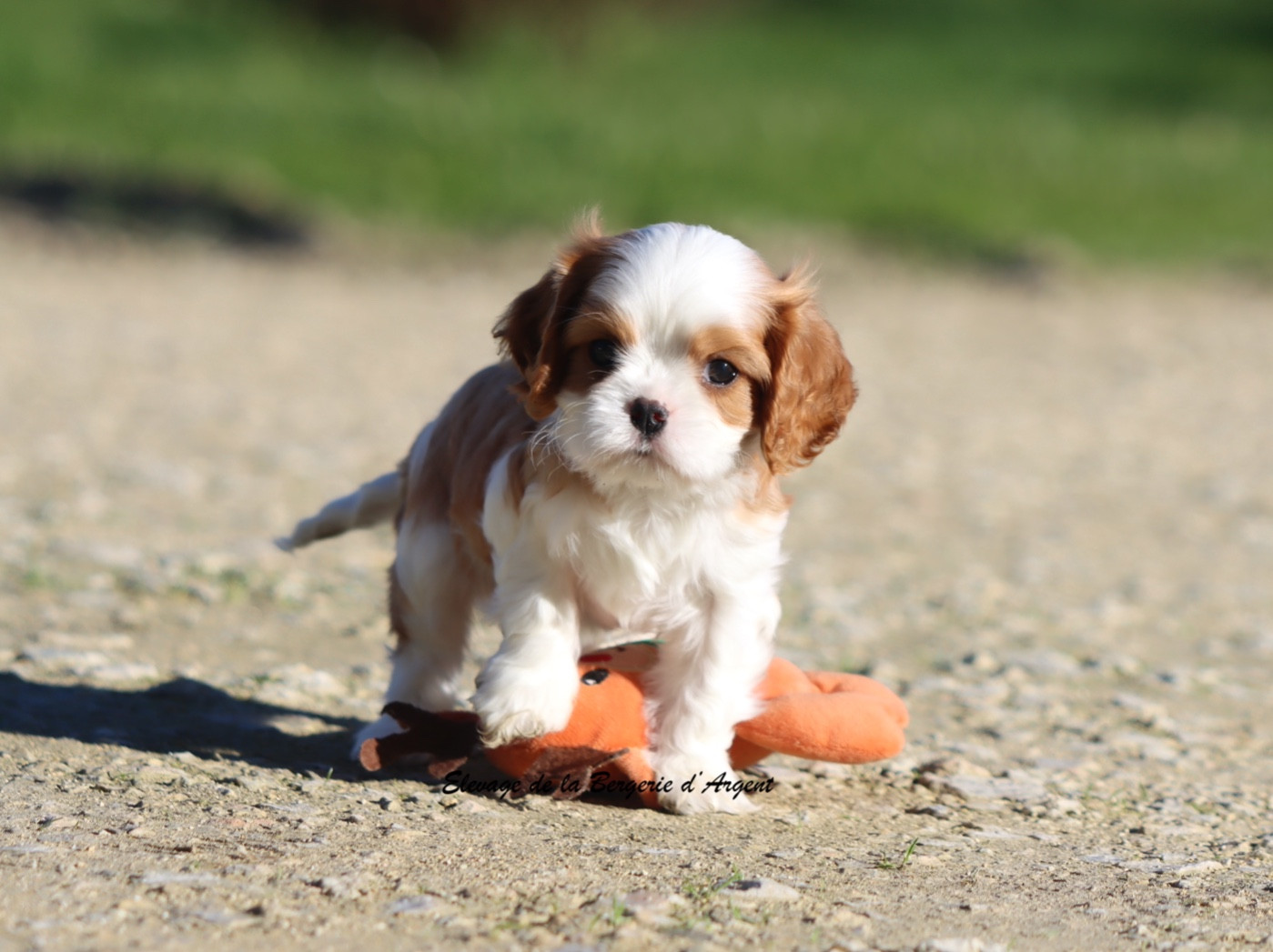 de la bergerie d'argent - Chiots disponibles - Cavalier King Charles Spaniel