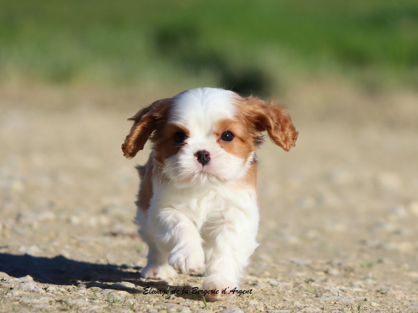 de la bergerie d'argent - Chiots disponibles - Cavalier King Charles Spaniel
