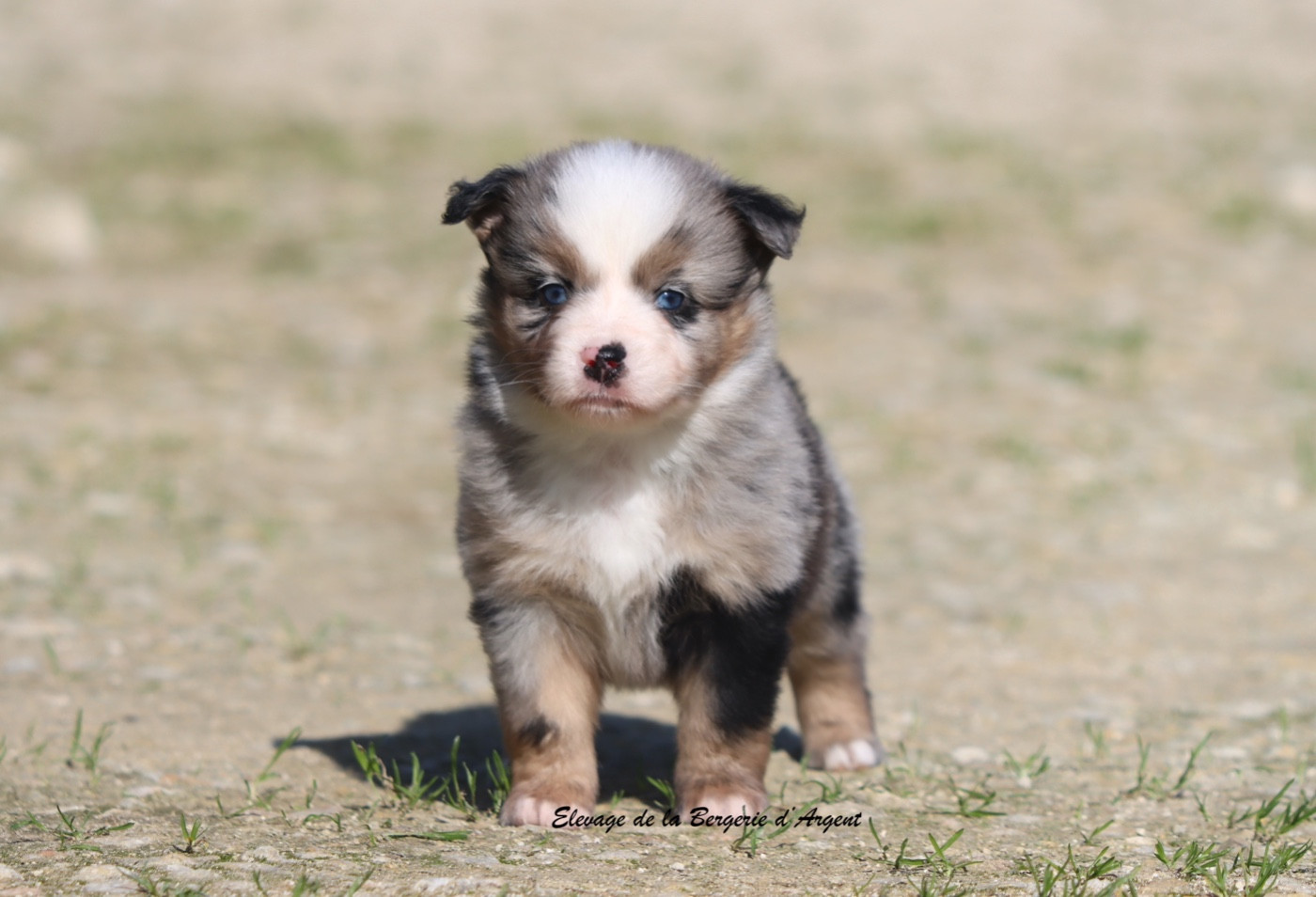 De La Bergerie D'Argent - Berger Américain Miniature  - Portée née le 18/01/2026