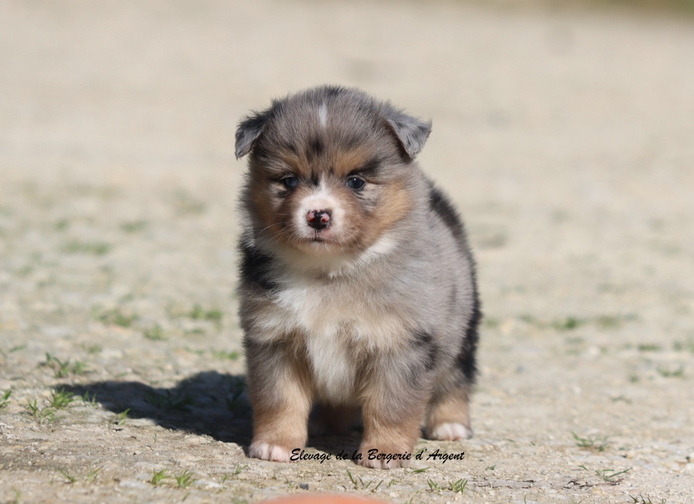 De La Bergerie D'Argent - Chiots disponibles - Berger Américain Miniature 