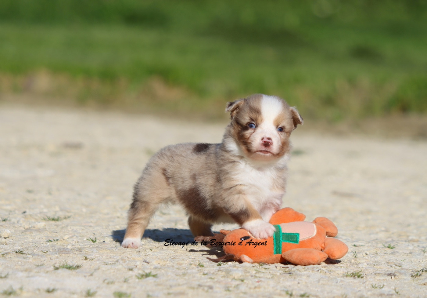 De La Bergerie D'Argent - Chiots disponibles - Berger Américain Miniature 