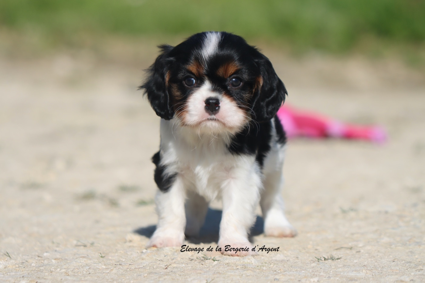 De La Bergerie D'Argent - Chiots disponibles - Cavalier King Charles Spaniel