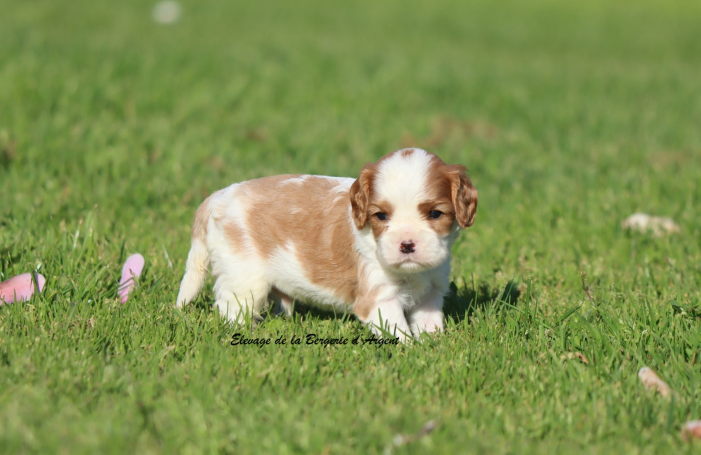 De La Bergerie D'Argent - Chiots disponibles - Cavalier King Charles Spaniel