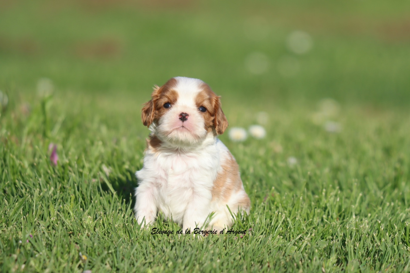 De La Bergerie D'Argent - Chiots disponibles - Cavalier King Charles Spaniel