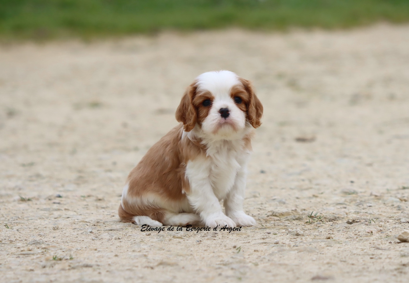 De La Bergerie D'Argent - Cavalier King Charles Spaniel - Portée née le 22/01/2026
