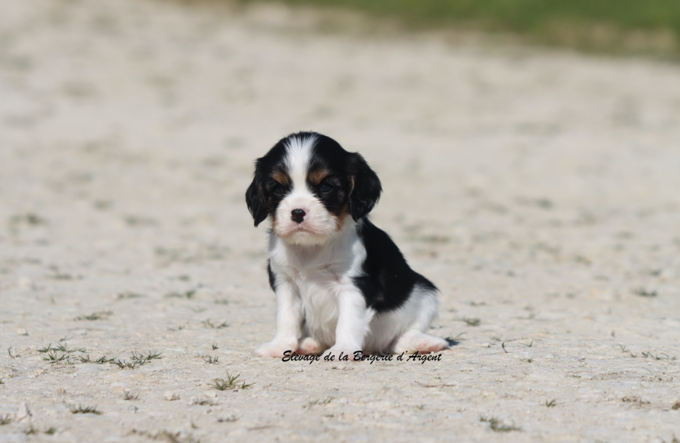De La Bergerie D'Argent - Chiots disponibles - Cavalier King Charles Spaniel