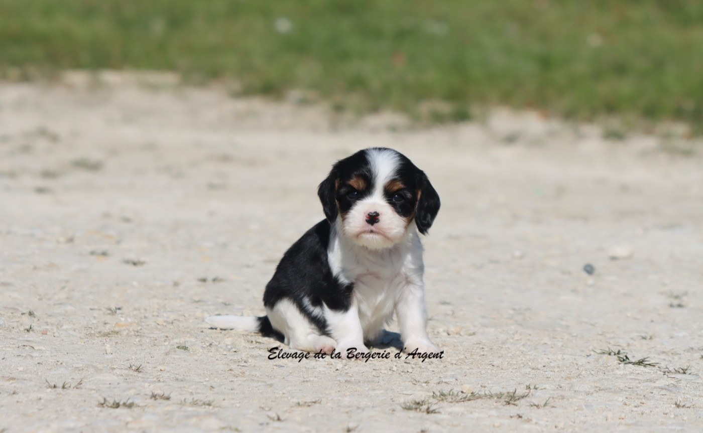 De La Bergerie D'Argent - Chiots disponibles - Cavalier King Charles Spaniel