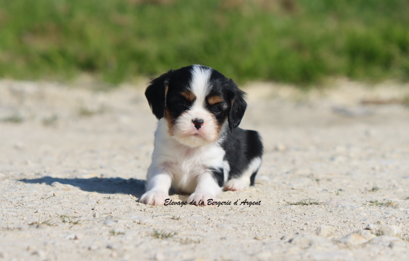 De La Bergerie D'Argent - Chiots disponibles - Cavalier King Charles Spaniel