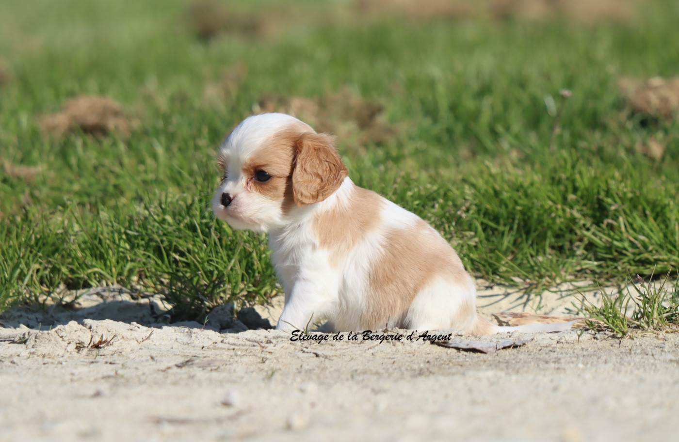 De La Bergerie D'Argent - Chiots disponibles - Cavalier King Charles Spaniel