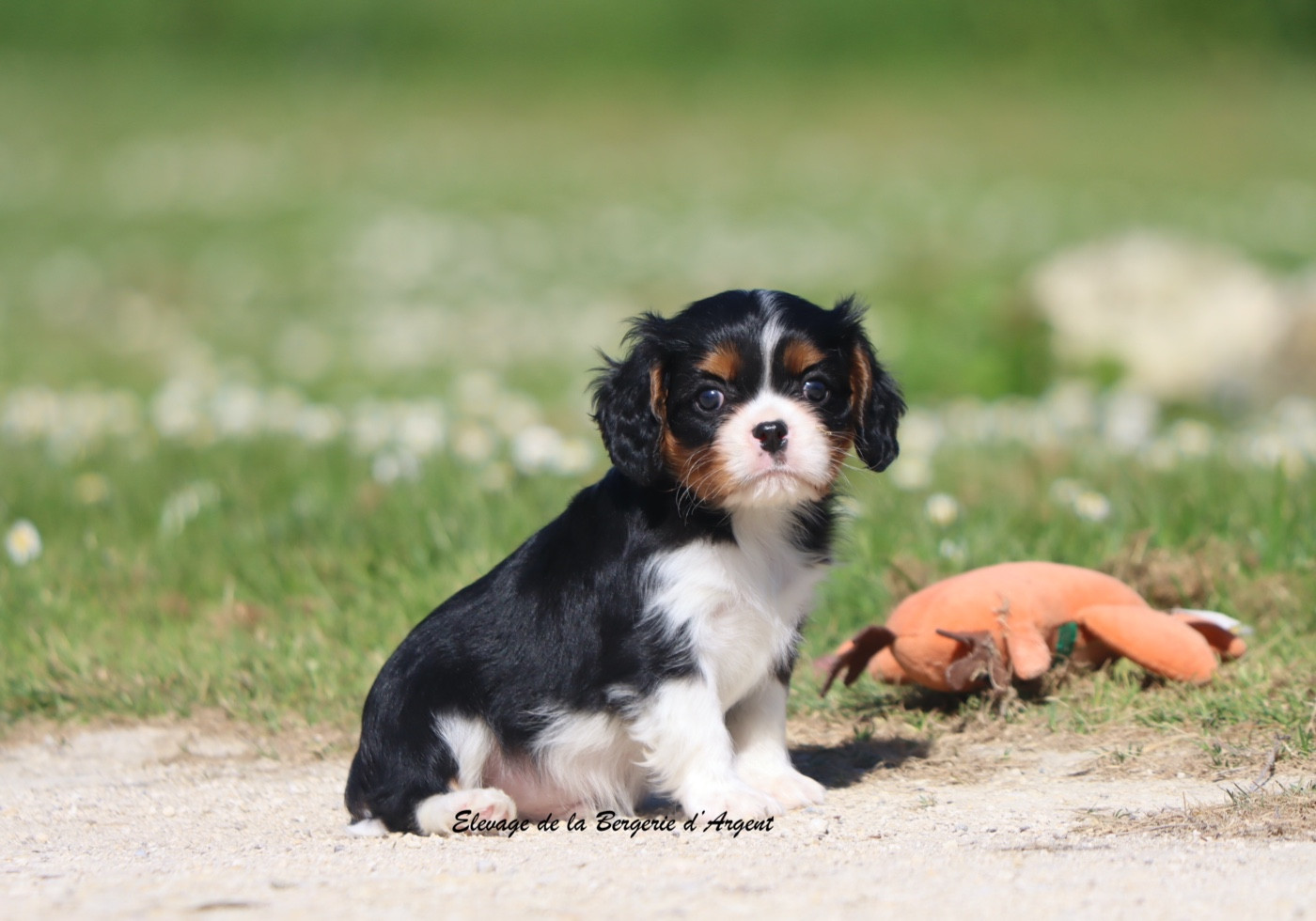 De La Bergerie D'Argent - Chiots disponibles - Cavalier King Charles Spaniel