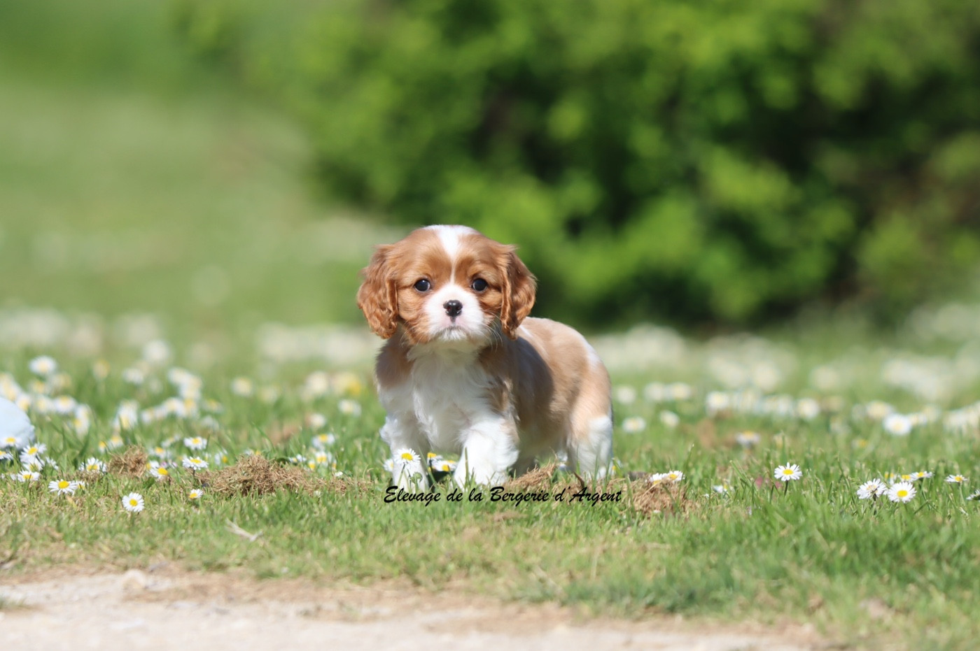 De La Bergerie D'Argent - Chiots disponibles - Cavalier King Charles Spaniel