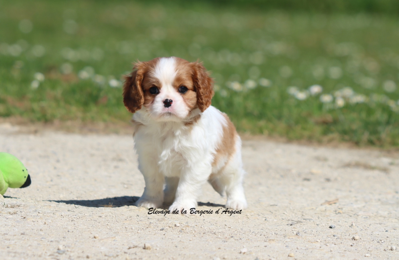 De La Bergerie D'Argent - Chiots disponibles - Cavalier King Charles Spaniel