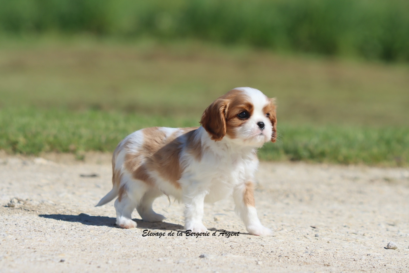 De La Bergerie D'Argent - Chiots disponibles - Cavalier King Charles Spaniel