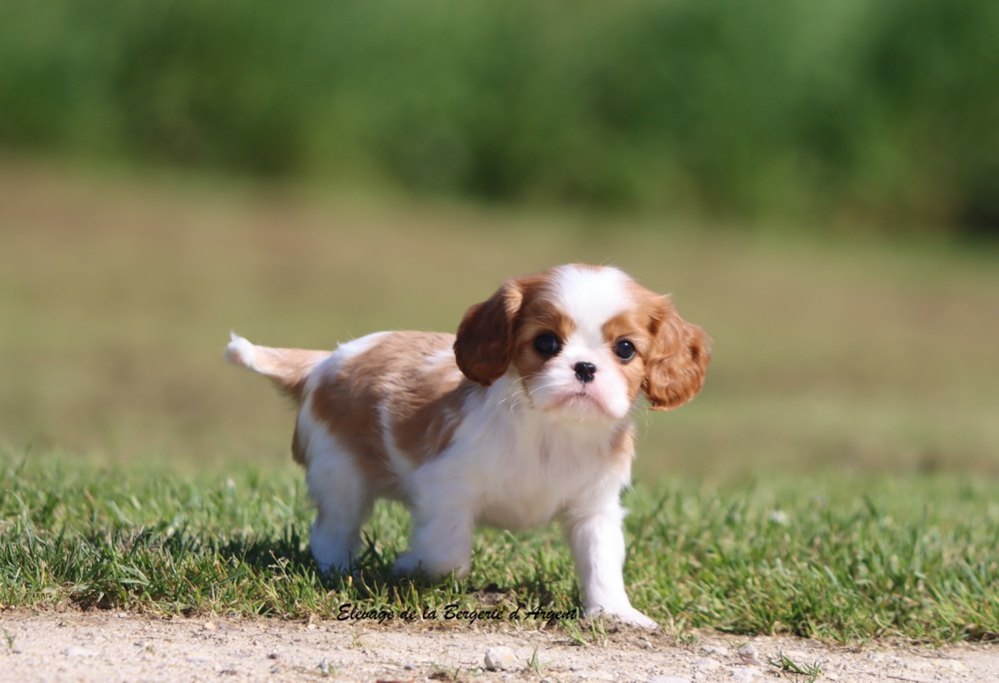 De La Bergerie D'Argent - Chiots disponibles - Cavalier King Charles Spaniel