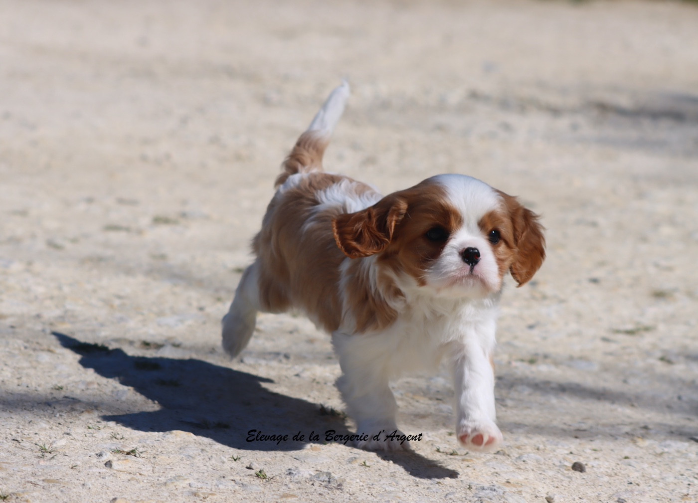De La Bergerie D'Argent - Chiots disponibles - Cavalier King Charles Spaniel