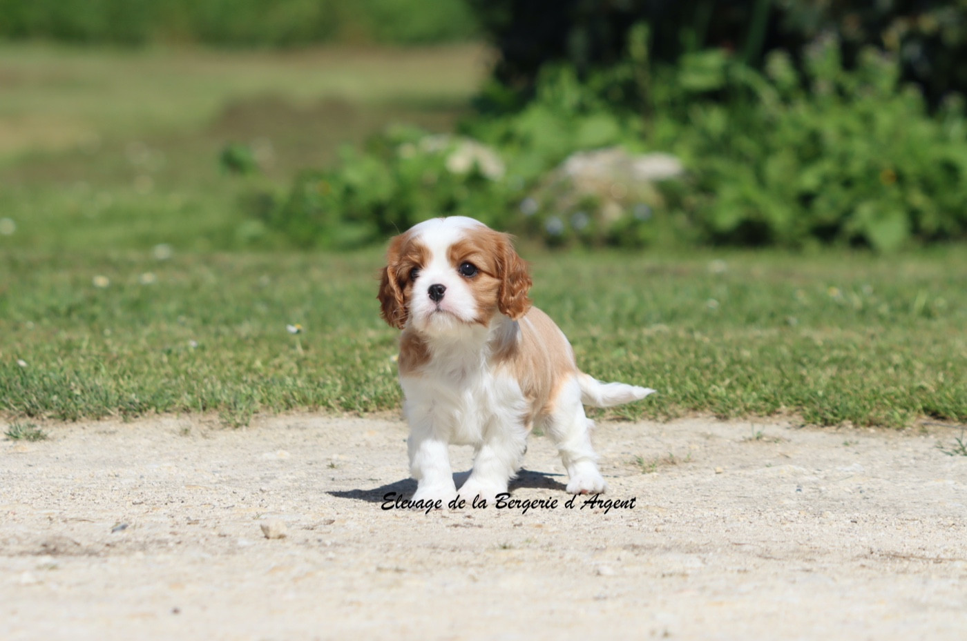 De La Bergerie D'Argent - Chiots disponibles - Cavalier King Charles Spaniel