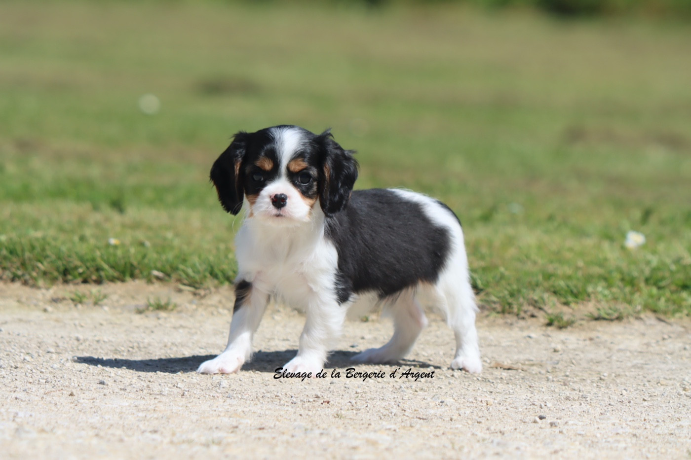 De La Bergerie D'Argent - Chiots disponibles - Cavalier King Charles Spaniel