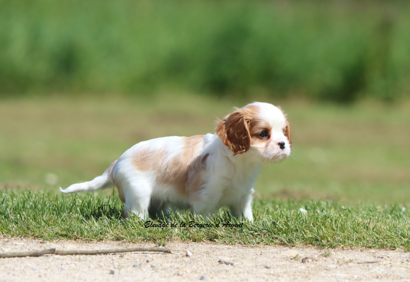De La Bergerie D'Argent - Chiots disponibles - Cavalier King Charles Spaniel