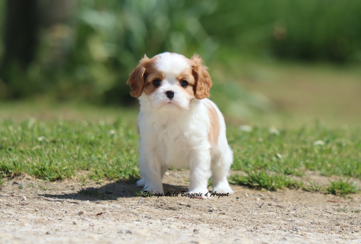 De La Bergerie D'Argent - Chiots disponibles - Cavalier King Charles Spaniel