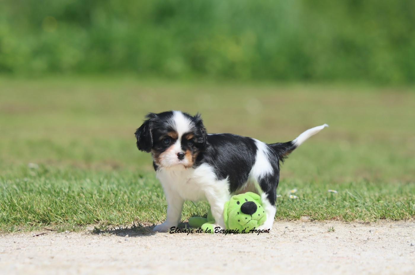 De La Bergerie D'Argent - Chiots disponibles - Cavalier King Charles Spaniel