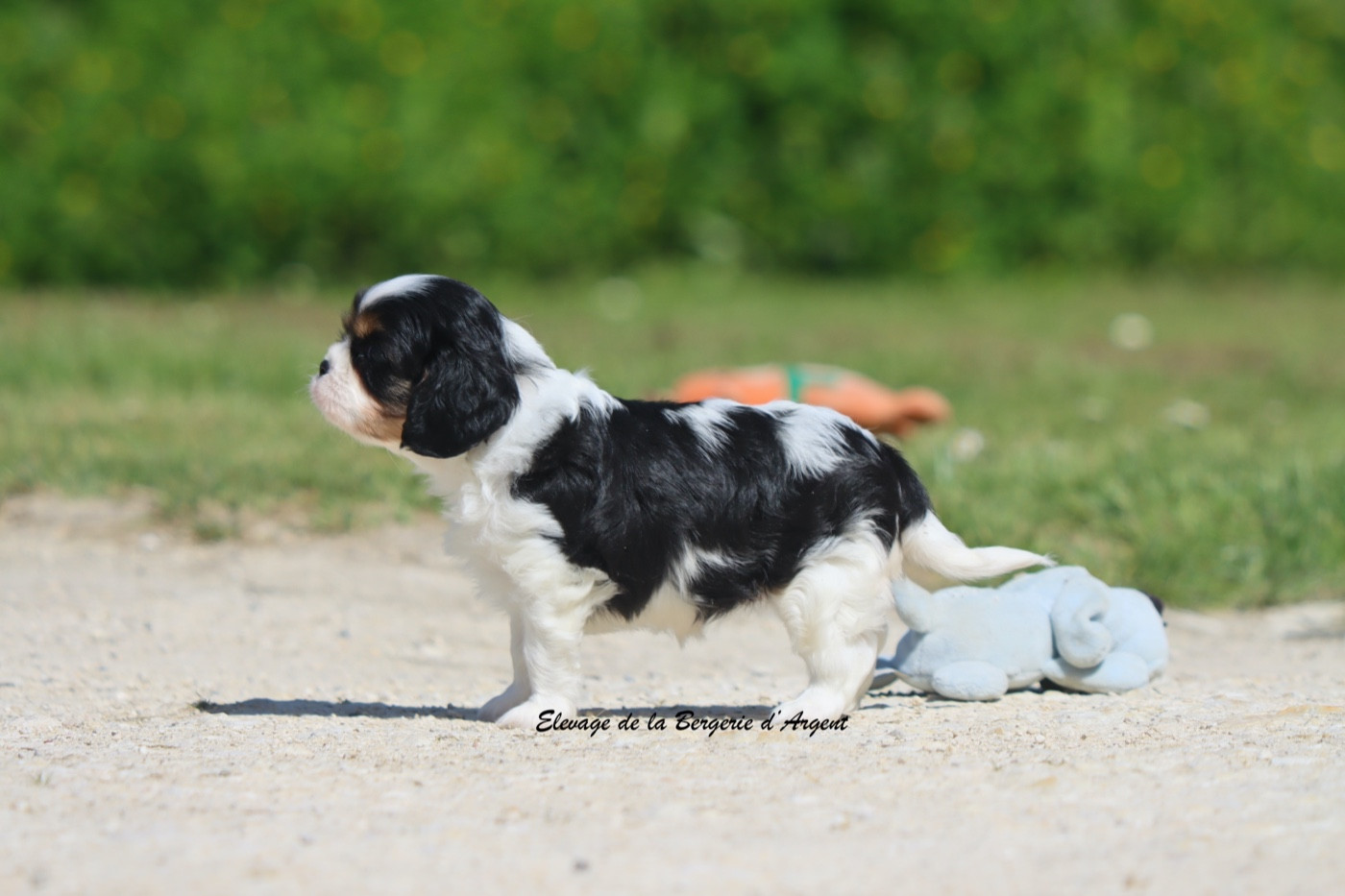De La Bergerie D'Argent - Chiots disponibles - Cavalier King Charles Spaniel