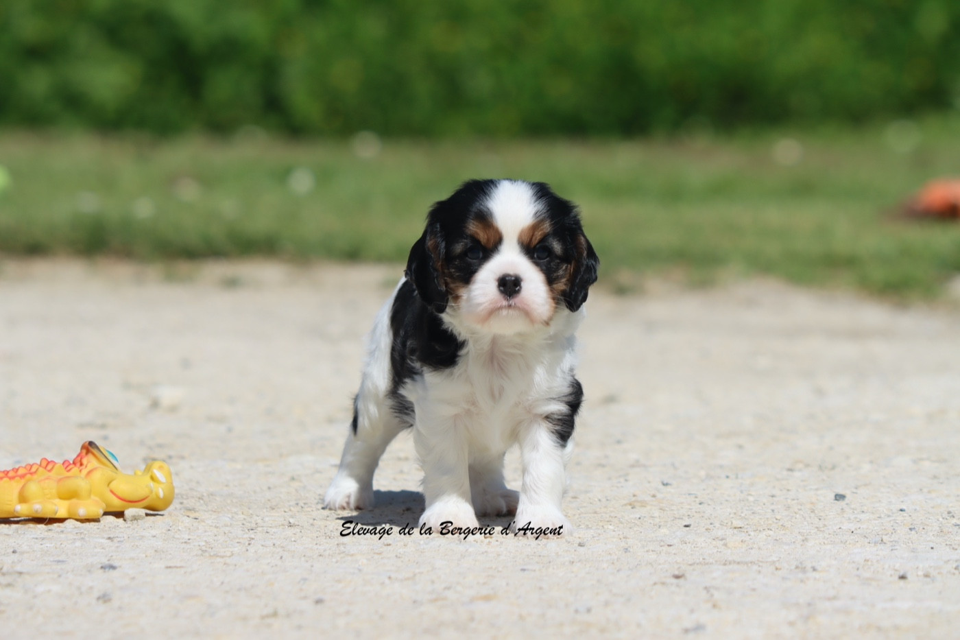 De La Bergerie D'Argent - Chiots disponibles - Cavalier King Charles Spaniel
