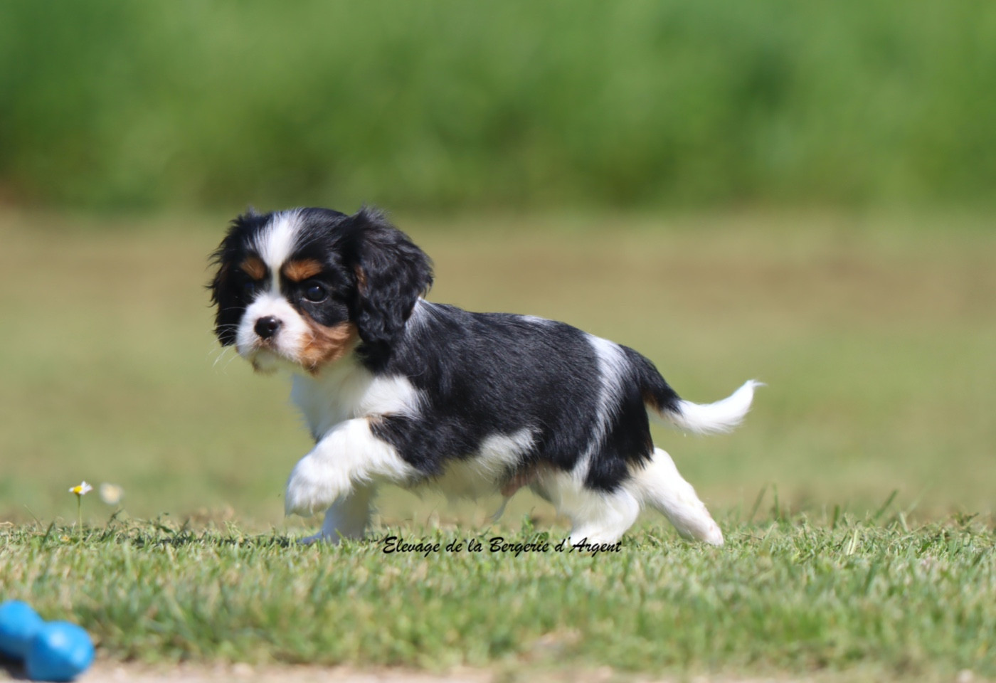 De La Bergerie D'Argent - Chiots disponibles - Cavalier King Charles Spaniel
