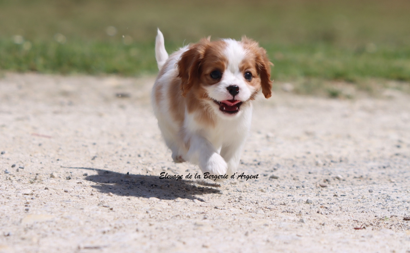 De La Bergerie D'Argent - Chiots disponibles - Cavalier King Charles Spaniel