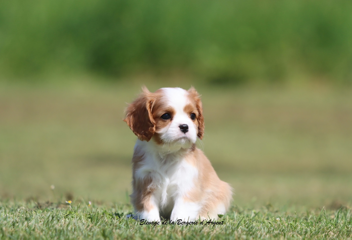De La Bergerie D'Argent - Chiots disponibles - Cavalier King Charles Spaniel