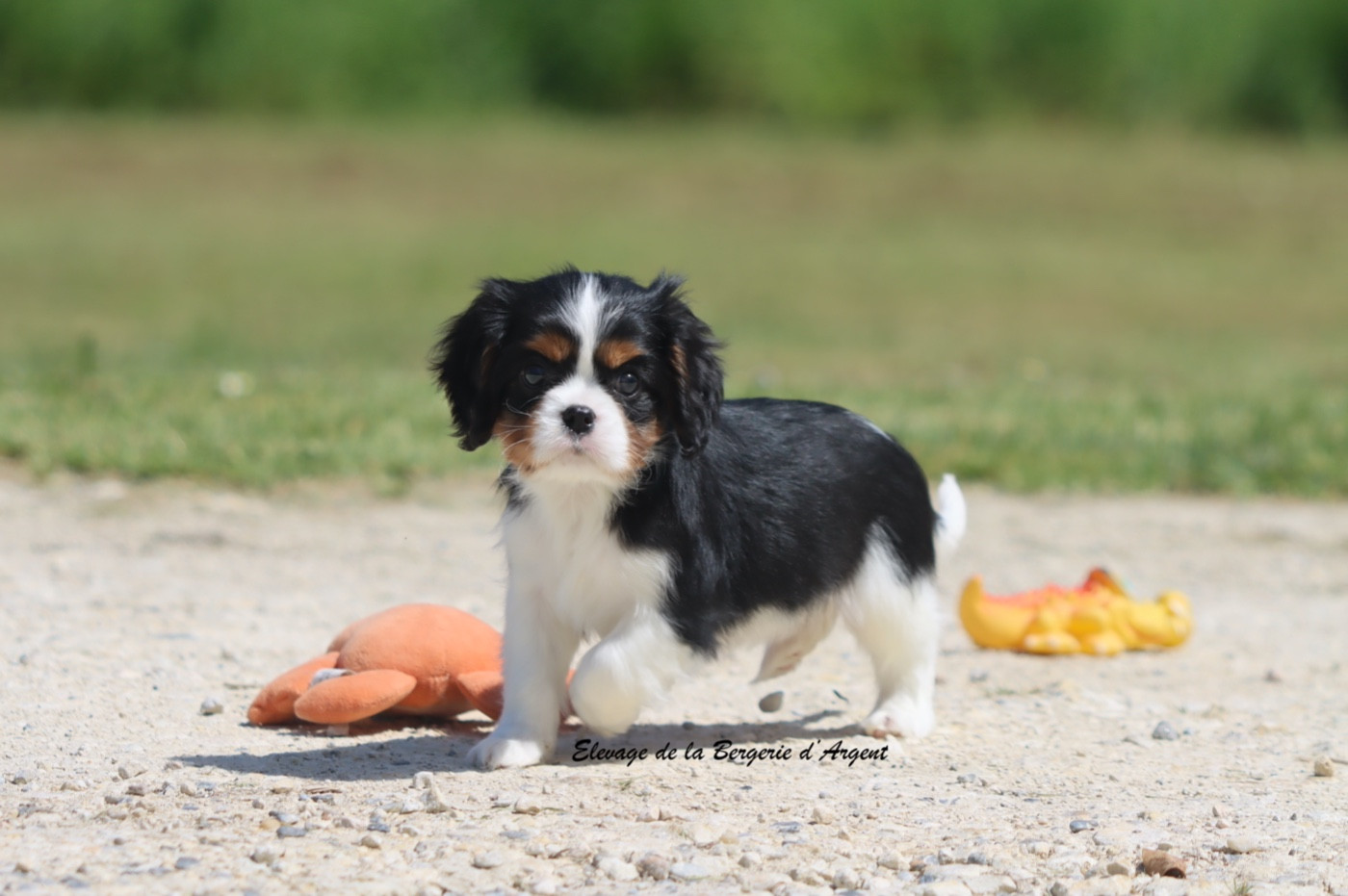 De La Bergerie D'Argent - Chiots disponibles - Cavalier King Charles Spaniel