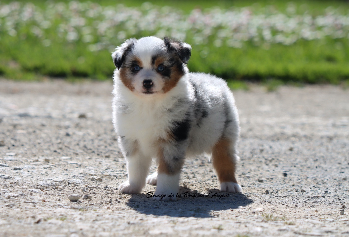 De La Bergerie D'Argent - Chiots disponibles - Berger Américain Miniature 