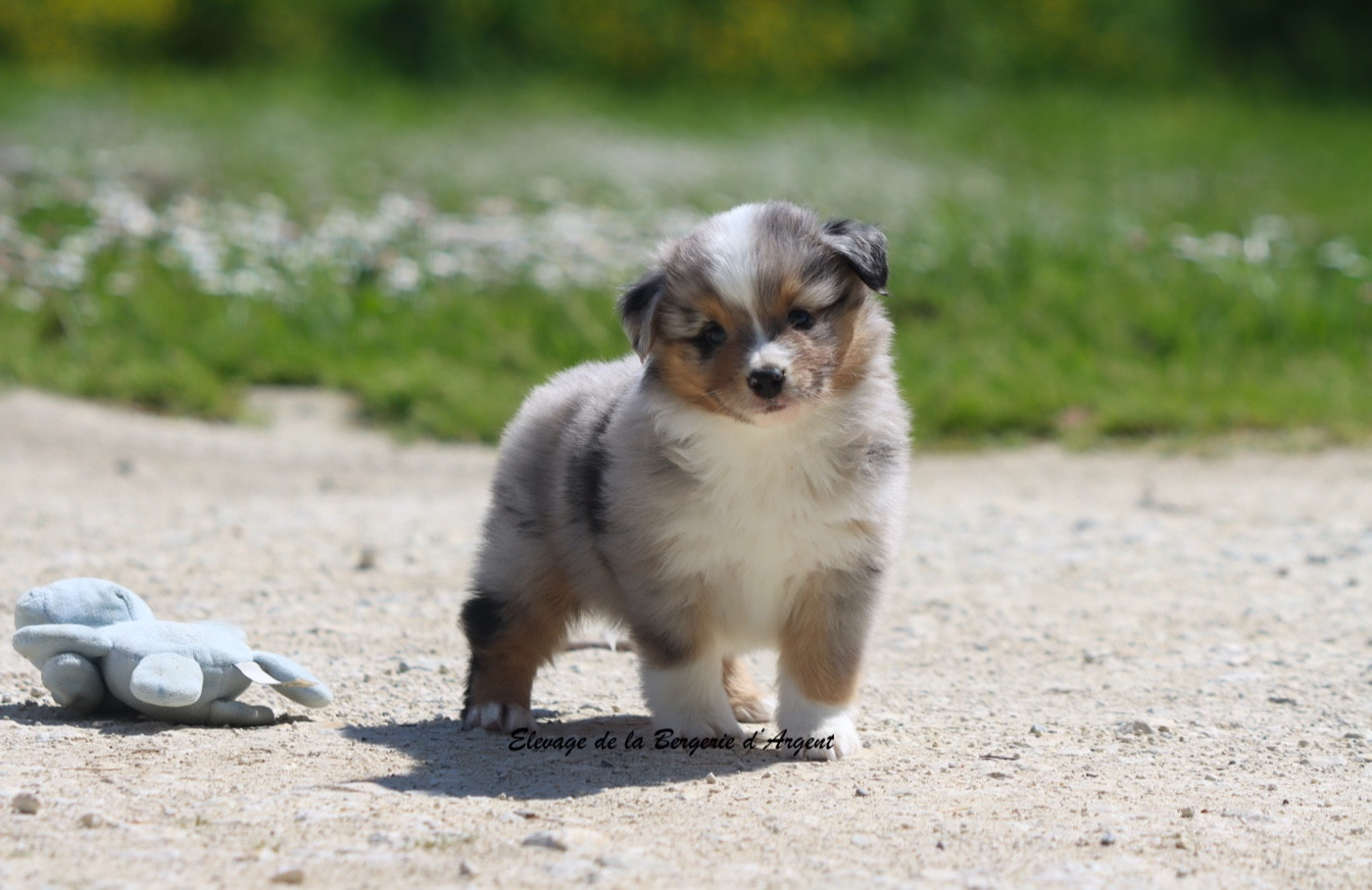 De La Bergerie D'Argent - Chiots disponibles - Berger Américain Miniature 