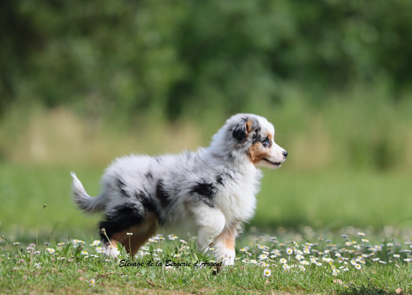 De La Bergerie D'Argent - Chiots disponibles - Berger Américain Miniature 