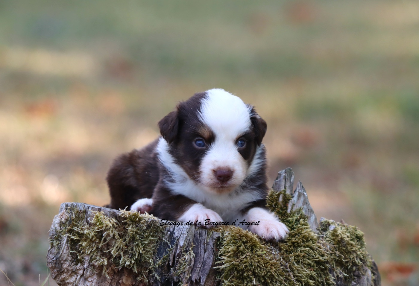 De La Bergerie D'Argent - Chiots disponibles - Berger Américain Miniature 