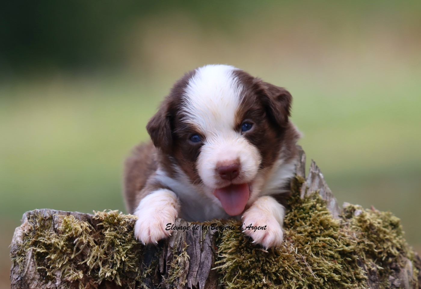 De La Bergerie D'Argent - Chiots disponibles - Berger Américain Miniature 