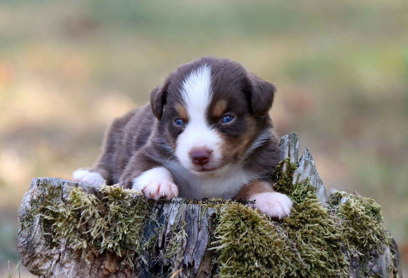 De La Bergerie D'Argent - Chiots disponibles - Berger Américain Miniature 