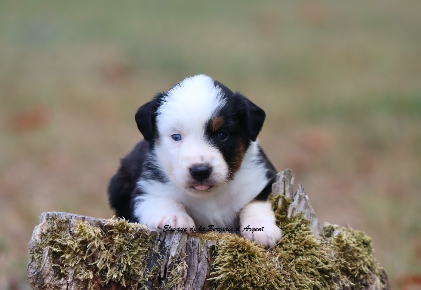 De La Bergerie D'Argent - Chiots disponibles - Berger Américain Miniature 