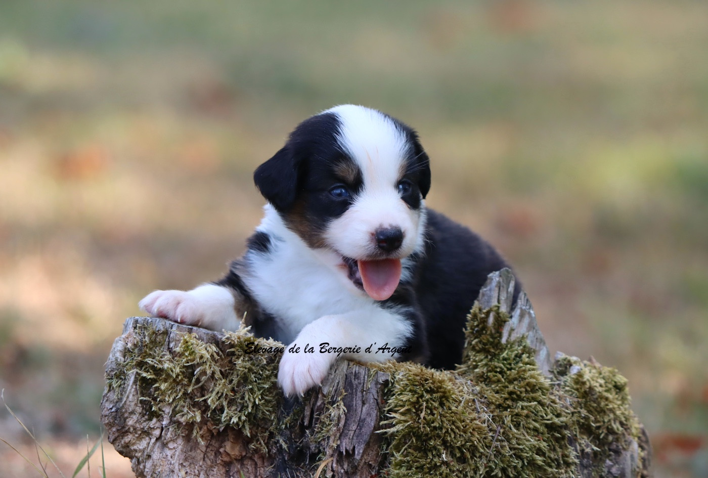 De La Bergerie D'Argent - Chiots disponibles - Berger Américain Miniature 