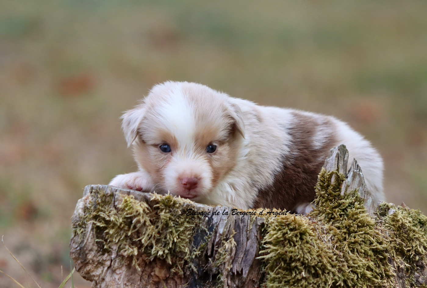 De La Bergerie D'Argent - Chiots disponibles - Berger Américain Miniature 