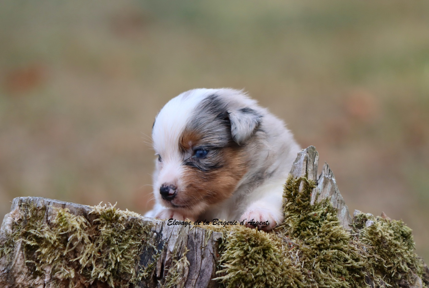 De La Bergerie D'Argent - Chiots disponibles - Berger Américain Miniature 