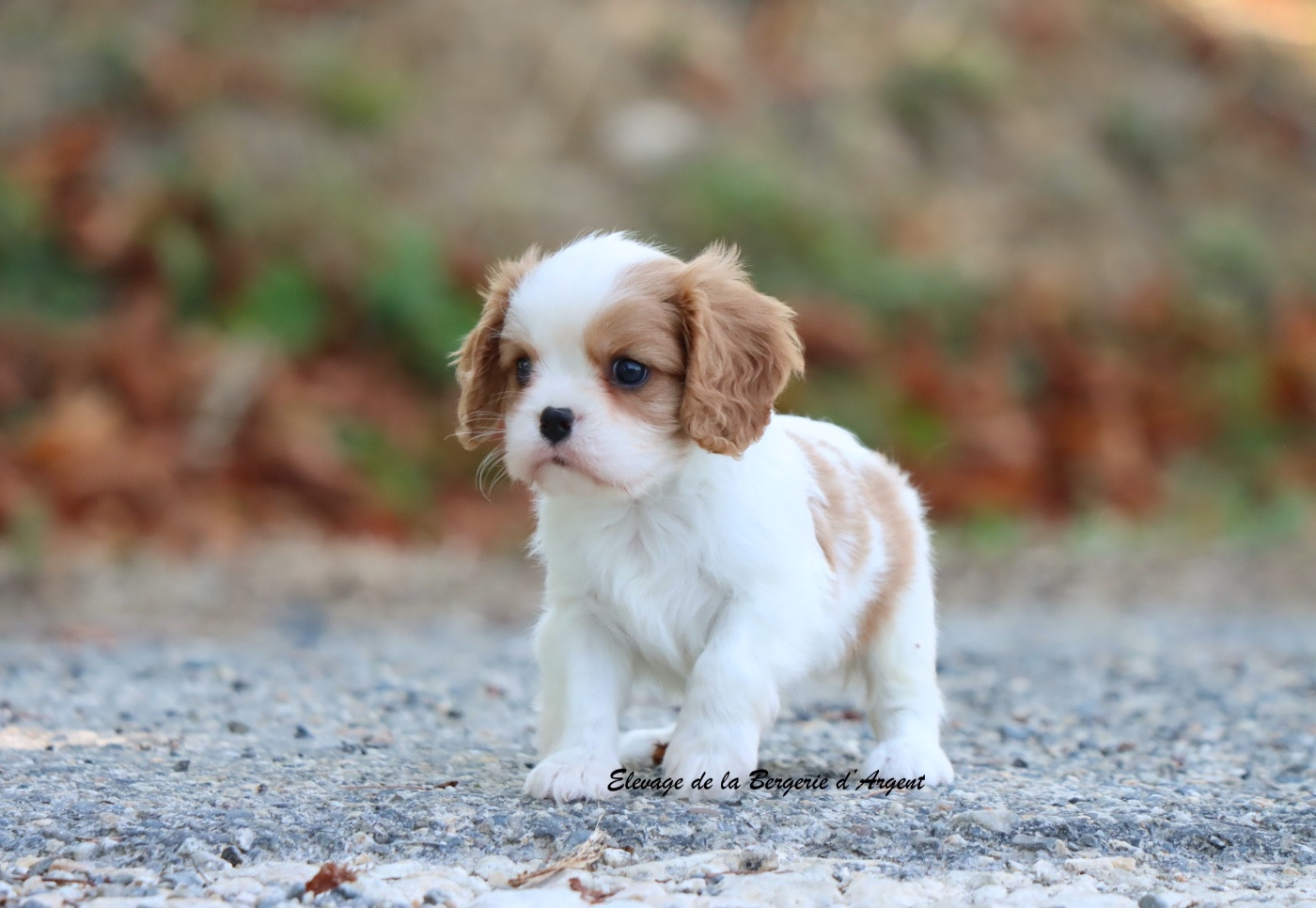 De La Bergerie D'Argent - Chiots disponibles - Cavalier King Charles Spaniel