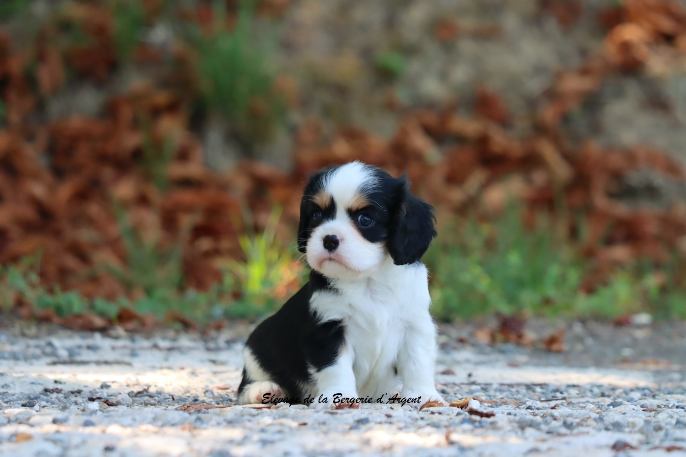 De La Bergerie D'Argent - Chiots disponibles - Cavalier King Charles Spaniel