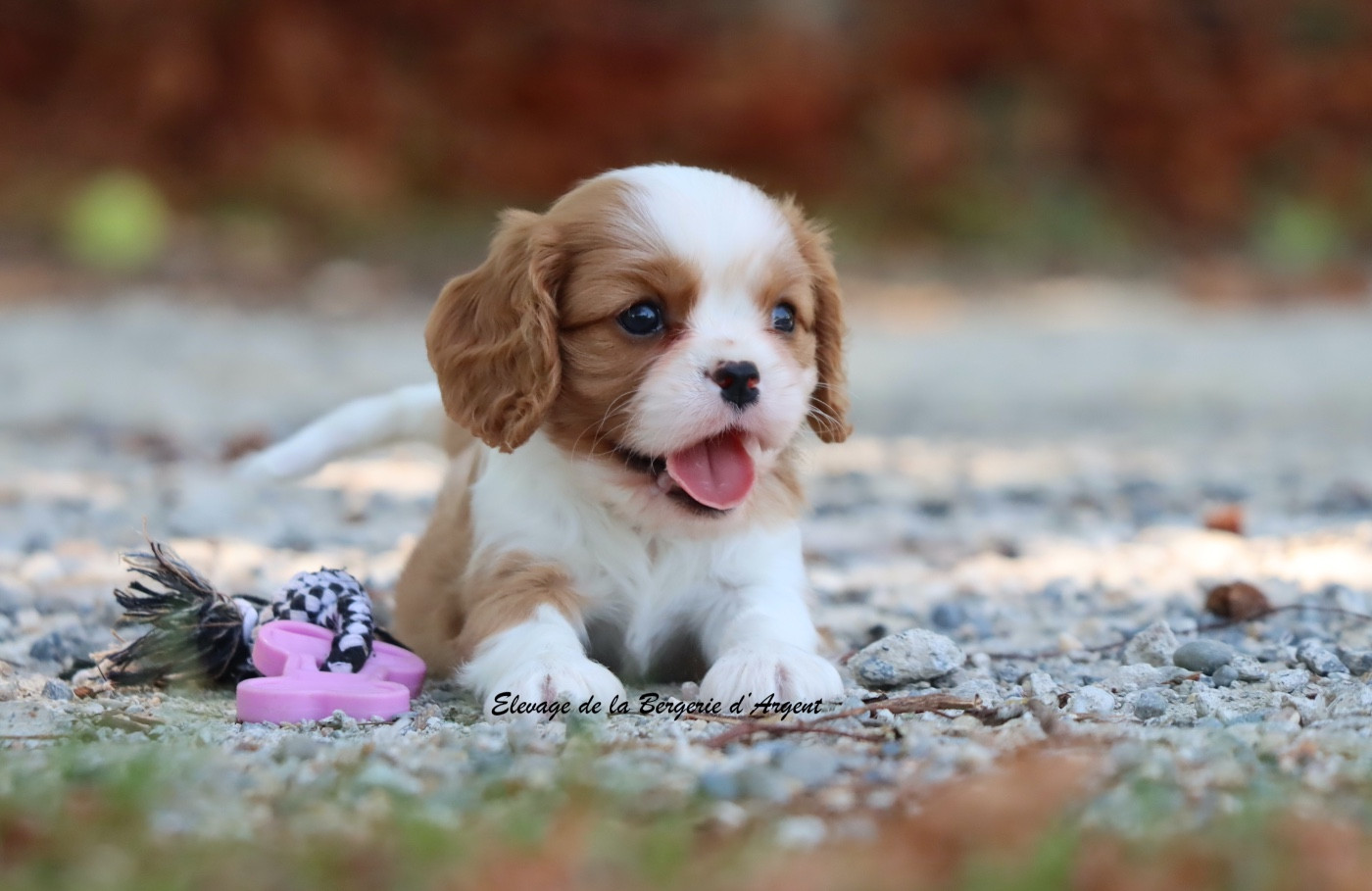 De La Bergerie D'Argent - Chiots disponibles - Cavalier King Charles Spaniel